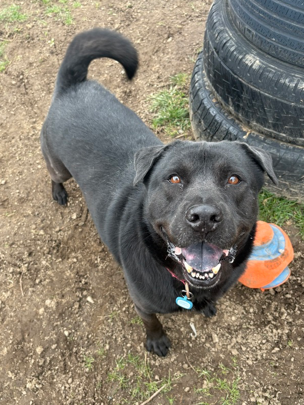 adoptable Dog in Brewster, NY named AC - Ruger