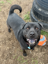 adoptable Dog in  named AC - Ruger