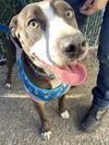 adoptable Dog in brewster, NY named Scarlett (Country Siblings)