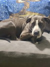 Scarlett (Country Siblings) - Photo 4