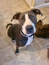 adoptable Dog in Brewster, NY named Scarlett (Country Siblings)