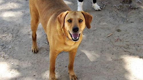 MAE (TRINITY) - Golden Retriever / Labrador Retriever available for adoption