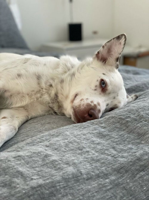 MUMBLES - Australian Shepherd / Australian Cattle Dog/Blue Heeler available for adoption