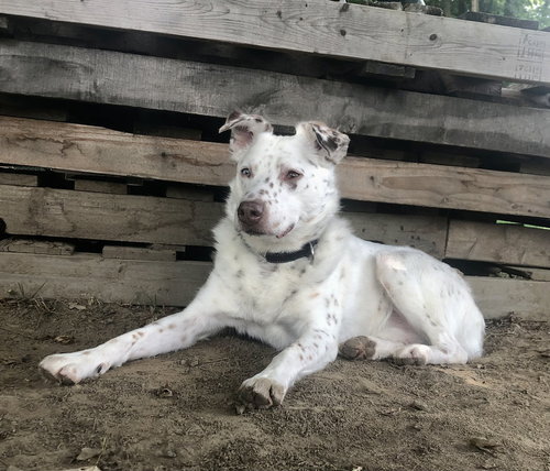 MUMBLES - Australian Shepherd / Australian Cattle Dog/Blue Heeler available for adoption