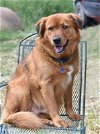 adoptable Dog in brewster, NY named Tank (Trinity)