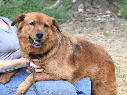 TANK (TRINITY) - Shepherd / Catahoula Leopard Dog available for adoption