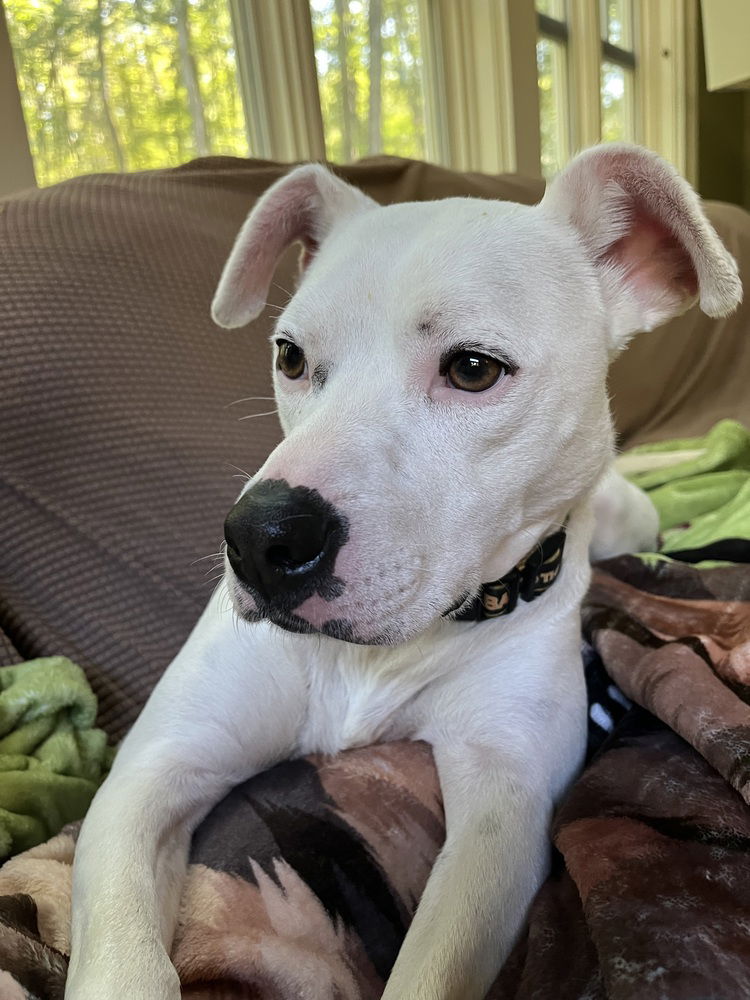 adoptable Dog in Brewster, NY named Snow