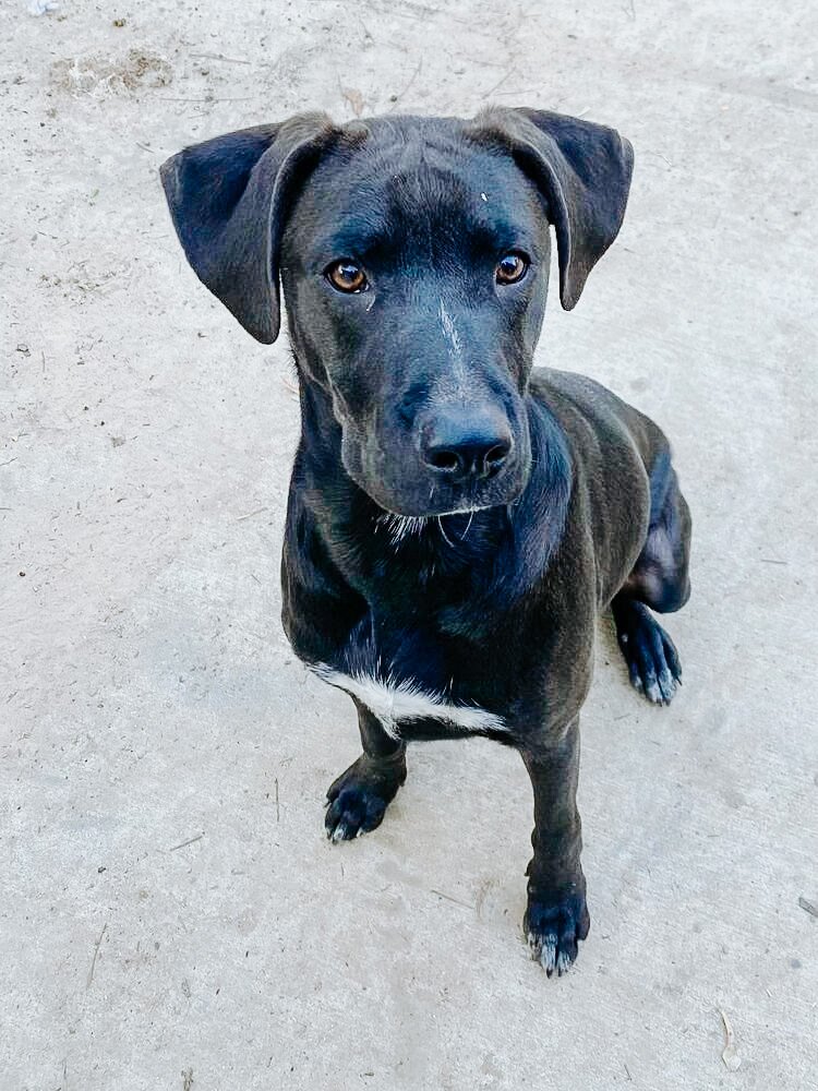 adoptable Dog in Brewster, NY named Jack Jack