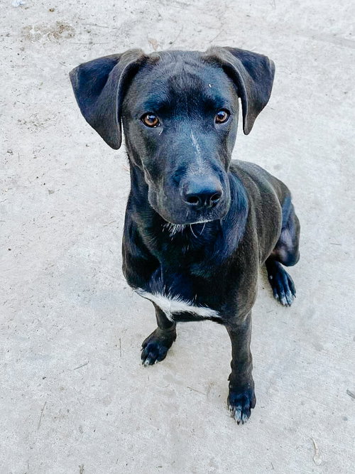 JACK JACK - Labrador Retriever / Hound available for adoption