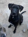Jack Jack - Photo 2