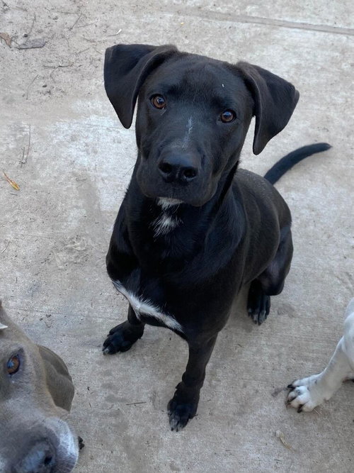 JACK JACK - Labrador Retriever / Hound available for adoption