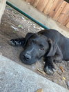 Jack Jack - Photo 3