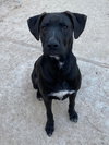 Jack Jack - Photo 4