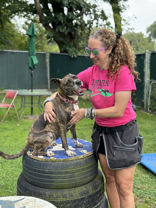 DOLLY - Boxer / American Staffordshire Terrier available for adoption