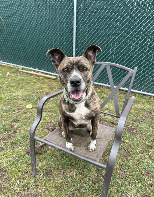 DOLLY - Boxer / American Staffordshire Terrier available for adoption