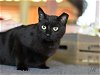 adoptable Cat in brewster, NY named Jill (Jet Black Litter)