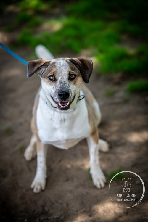MARVELOUS MOE - Australian Cattle Dog/Blue Heeler / Husky available for adoption