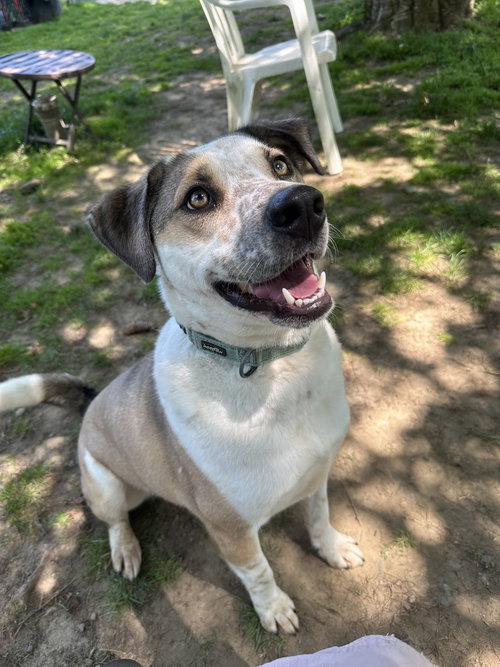 MARVELOUS MOE - Australian Cattle Dog/Blue Heeler / Husky available for adoption