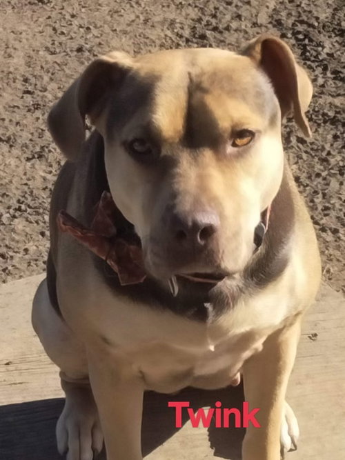 TWINK - Pit Bull Terrier available for adoption