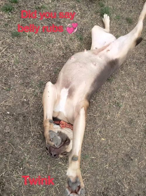 TWINK - Pit Bull Terrier available for adoption