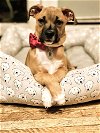adoptable Dog in brewster, NY named Indigo (I Litter)