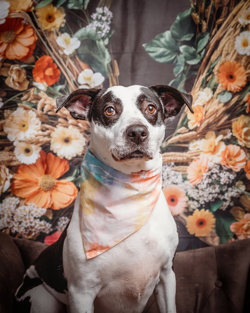 TRIXIE - American Staffordshire Terrier / Pointer available for adoption