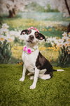 Trixie - Photo 2