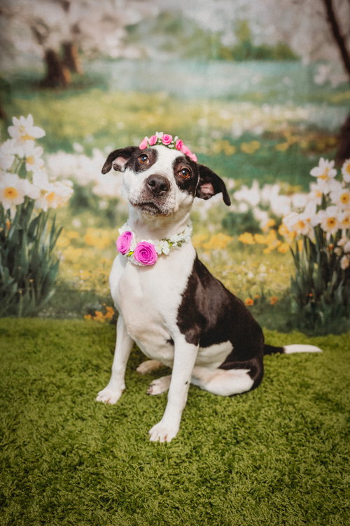 TRIXIE - American Staffordshire Terrier / Pointer available for adoption