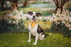 Trixie - Photo 3