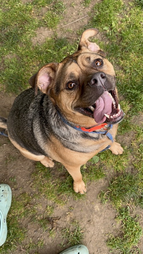 MILA - Shepherd / Rottweiler available for adoption