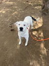 adoptable Dog in brewster, NY named Snow