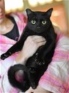adoptable Cat in brewster, NY named Tiny (Jet Black Litter)