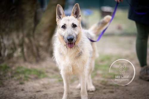 GIGI THE GLAMOROUS - Schnauzer / German Shepherd Dog available for adoption
