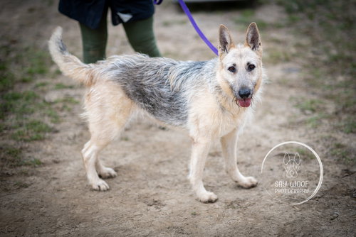 GIGI THE GLAMOROUS - Schnauzer / German Shepherd Dog available for adoption