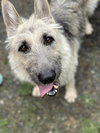 Gigi the Glamorous - Photo 3