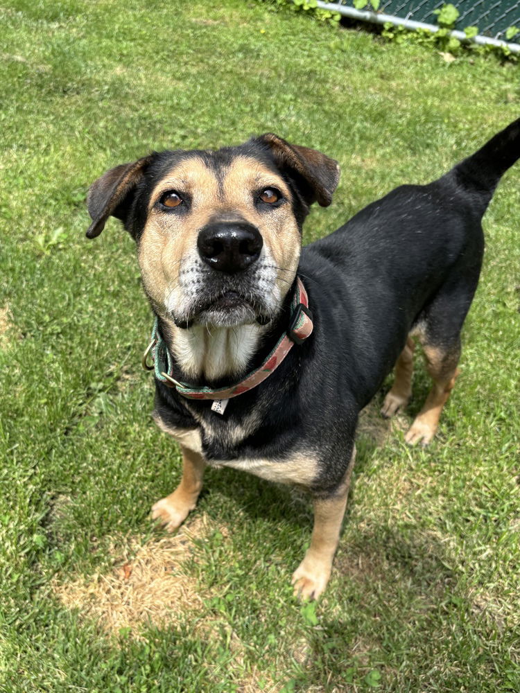 adoptable Dog in Brewster, NY named Bailey Boo