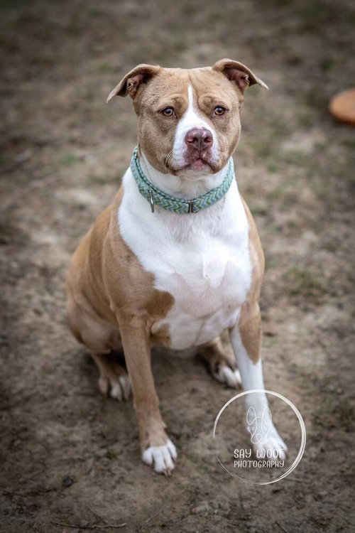 NOVA NOODLE - Catahoula Leopard Dog / Pit Bull Terrier available for adoption