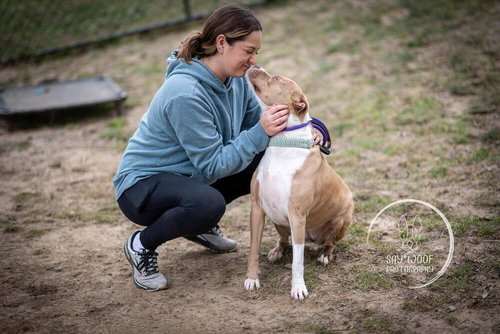 NOVA NOODLE - Catahoula Leopard Dog / Pit Bull Terrier available for adoption