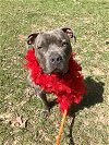 adoptable Dog in brewster, NY named Big Boy Bleu