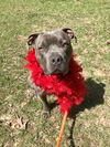 adoptable Dog in Brewster, NY named Big Boy Bleu