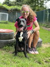 adoptable Dog in brewster, NY named Alphie