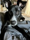 adoptable Dog in brewster, NY named Jake aka Dillon (Lila
