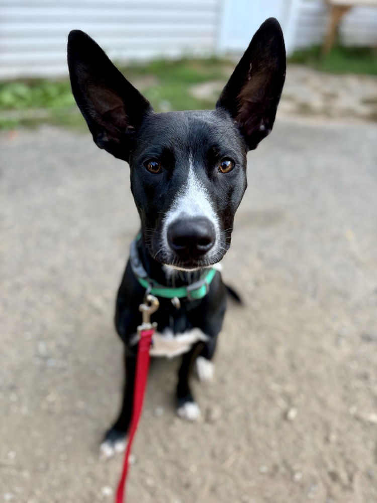 adoptable Dog in Brewster, NY named Jake aka Dillon (Lila's Litter)