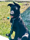 adoptable Dog in brewster, NY named Seeley (Lila