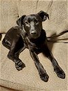 adoptable Dog in  named Hardin (Lila