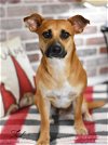 adoptable Dog in , NY named Fred (Flintstone Litter)
