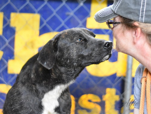 ALFIE (TRINITY) - Labrador Retriever / Plott Hound available for adoption