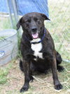 Alfie (Trinity) - Photo 2
