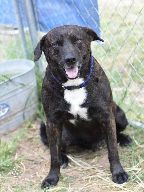 ALFIE (TRINITY) - Labrador Retriever / Plott Hound available for adoption