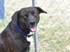 Alfie (Trinity) - Photo 3